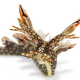 Illustration for article titled The Savage Colors of Naked, Toxic Sea Snails